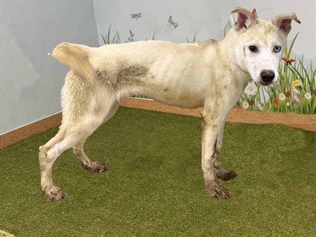 Prince, a Siberian Husky, available for adoption