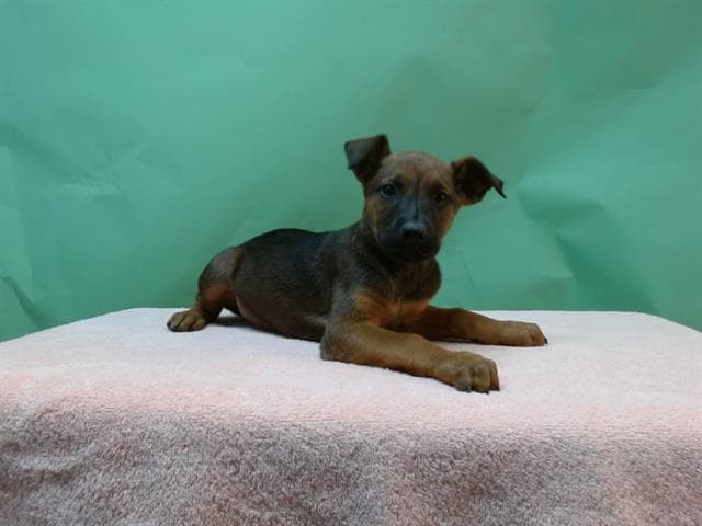 Butter Cup, a Doberman Pinscher, available for adoption