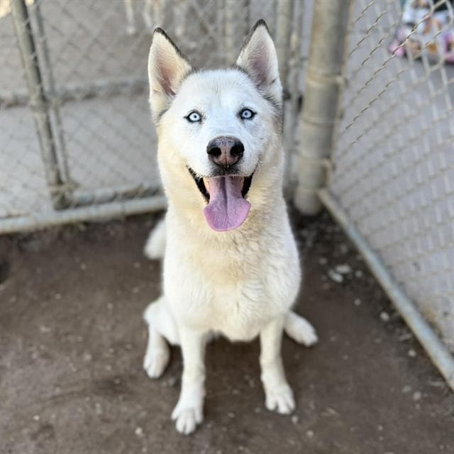 Stella, a Siberian Husky, available for adoption