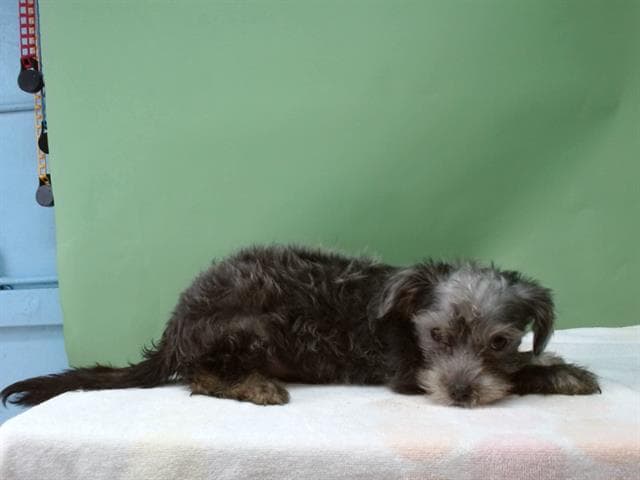 A5738474, a Yorkshire Terrier Yorkie, available for adoption