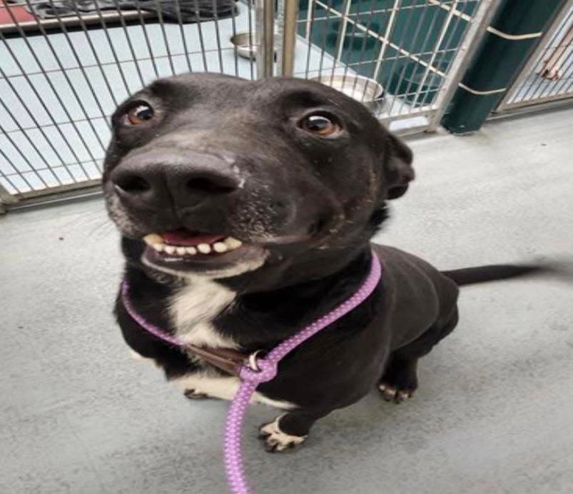 Stevie, a American Staffordshire Terrier, available for adoption