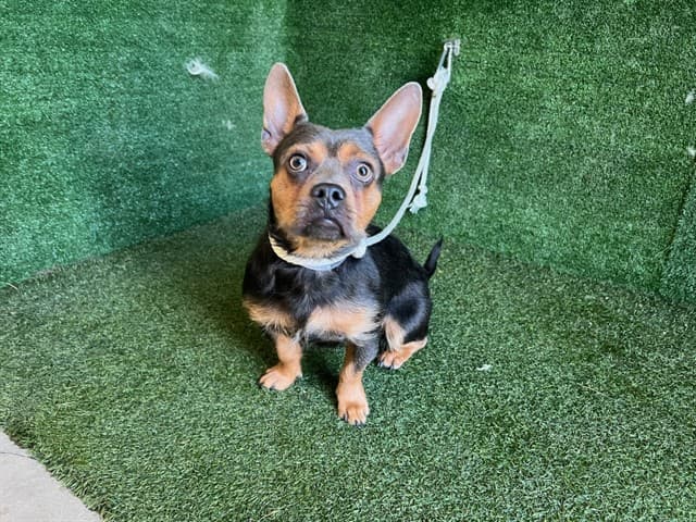 Stitch, a French Bulldog, available for adoption