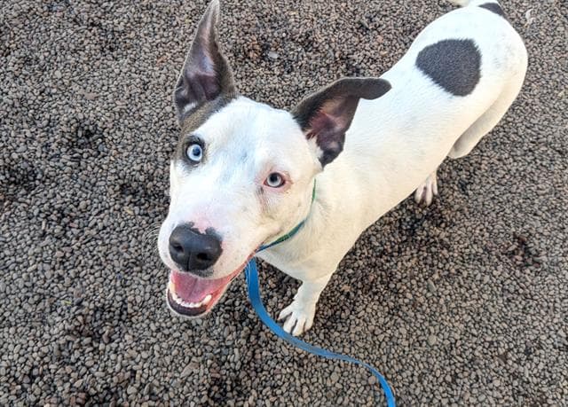Meyers, a Pit Bull Terrier (mix breed), available for adoption