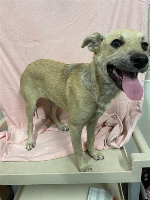 Korra, a Carolina Dog, available for adoption