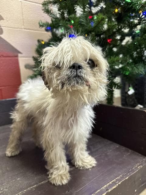 Peri Peri, a Poodle, available for adoption