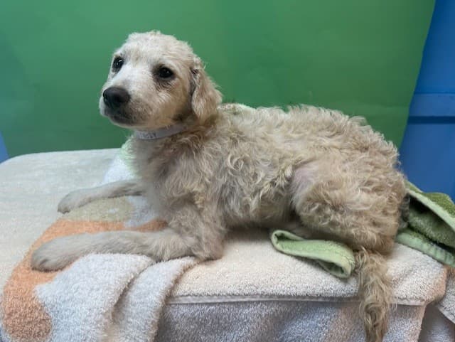 Lumiere, a Chihuahua, available for adoption