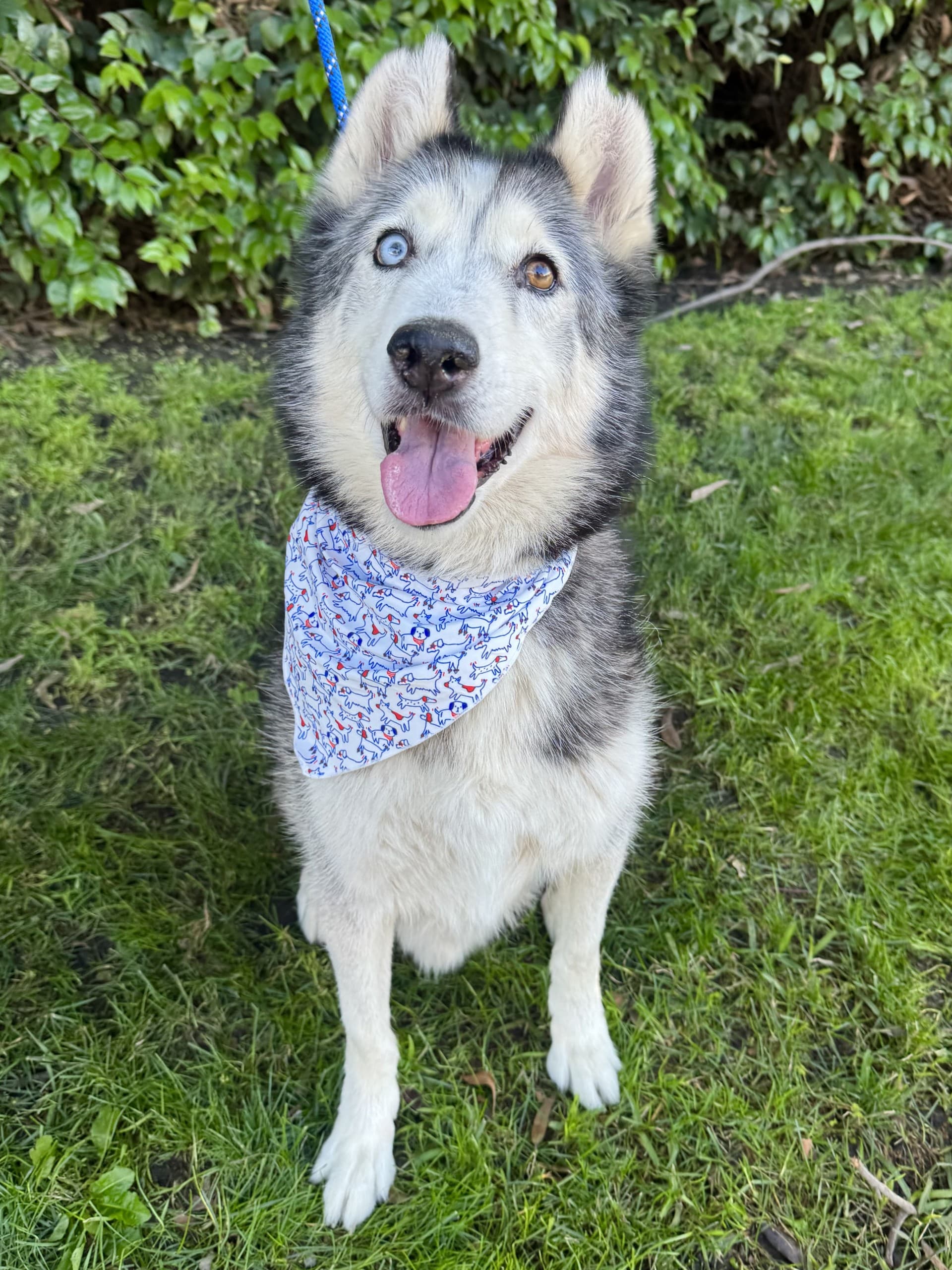Bear, a Husky, available for adoption