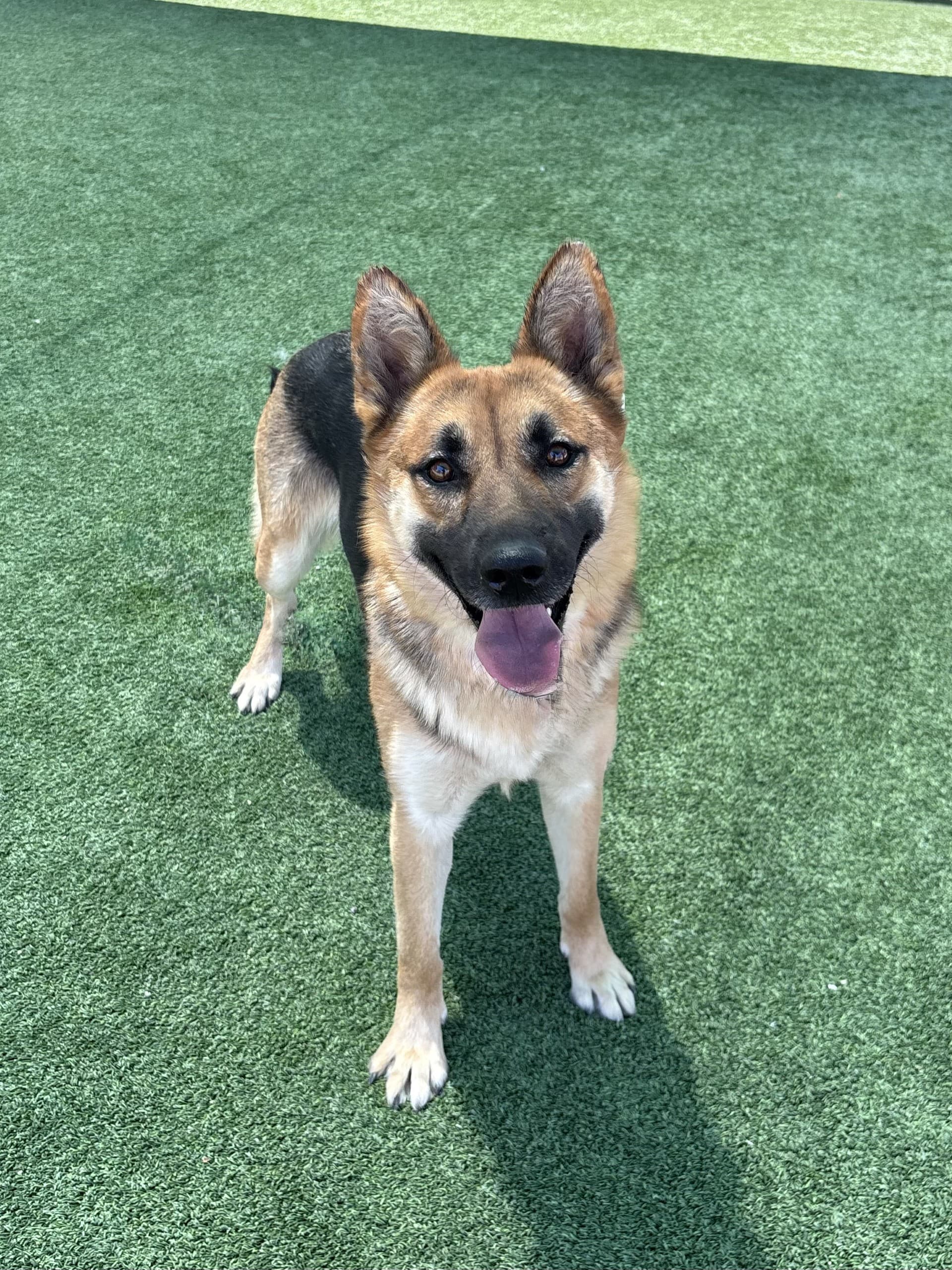 Rory, a German Shepherd, available for adoption