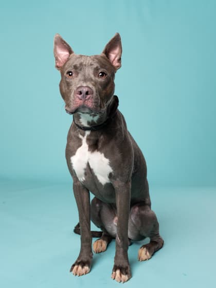 Ricco6, a Pit Bull Terrier, available for adoption