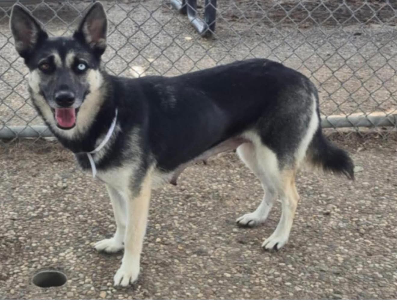 Sadie, a German Shepherd, available for adoption