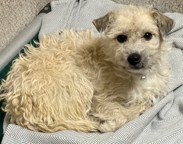 Mark, a Shih Tzu, available for adoption