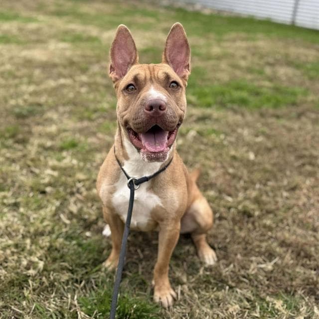 Monroe, a Pit Bull Terrier, available for adoption