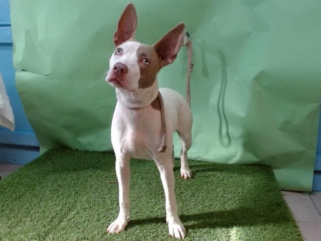 A5739793, a Pit Bull Terrier, available for adoption