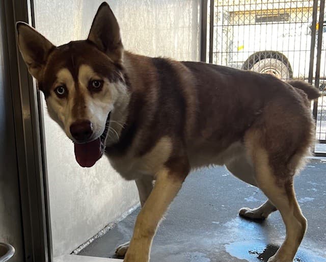 Mario, a Siberian Husky, available for adoption