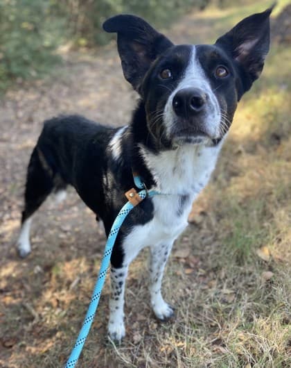 Remus, a Border Collie, available for adoption