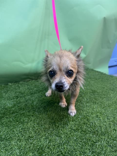 Nola, a Chihuahua, available for adoption