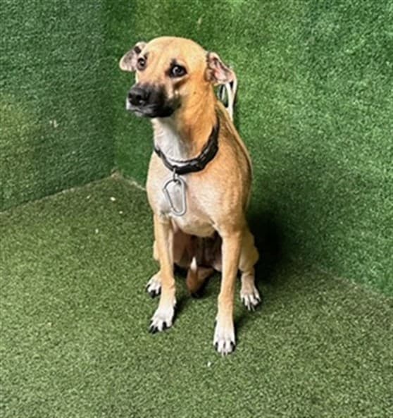 Kristy, a German Shepherd, available for adoption