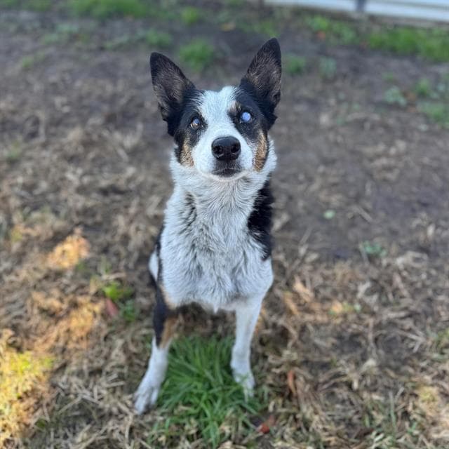 Moon, a Australian Cattle Dog/Blue Heeler, available for adoption