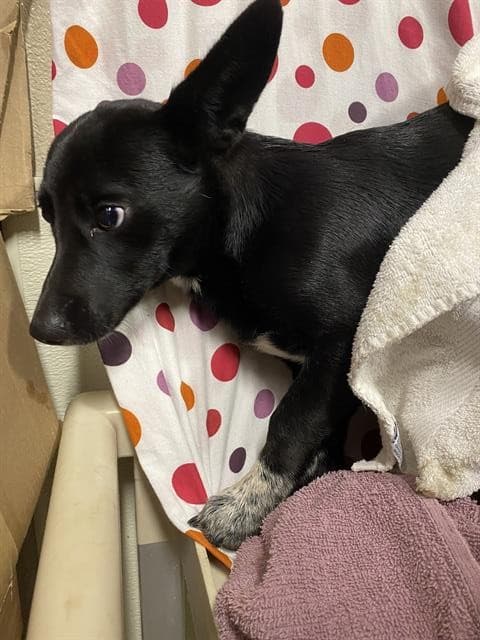 Picks, a Chihuahua, available for adoption