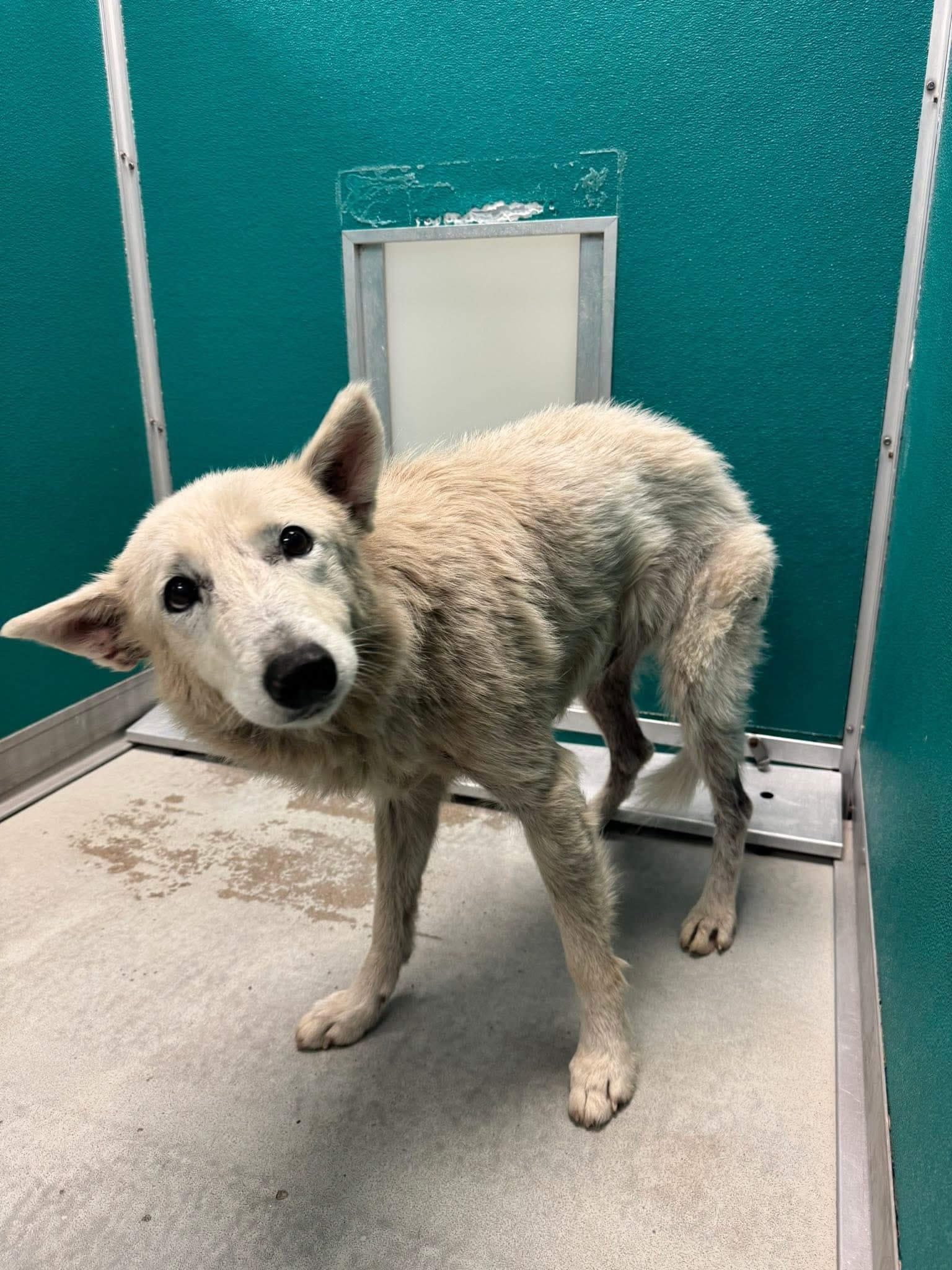 A466038, a German Shepherd, available for adoption