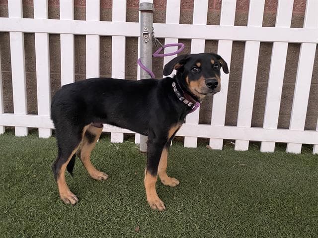 Zeus, a Rottweiler, available for adoption