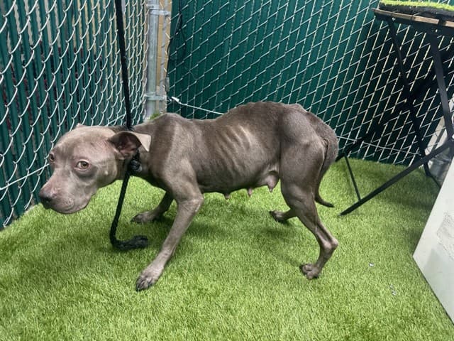Kylie, a Pit Bull Terrier, available for adoption