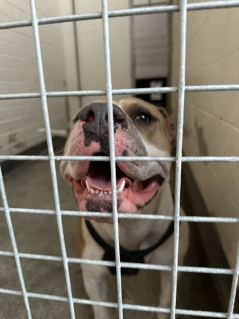 Buttercup, a American Bulldog, available for adoption