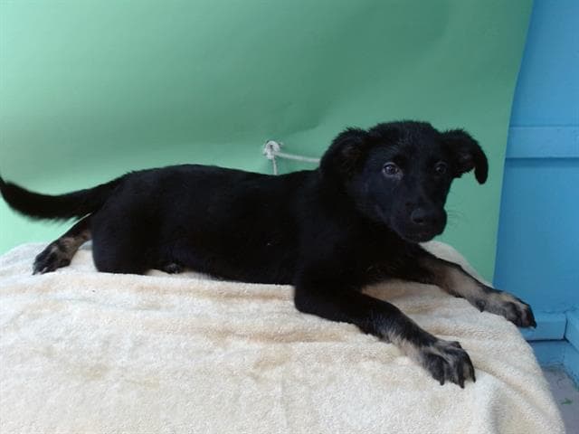 A5737889, a German Shepherd, available for adoption
