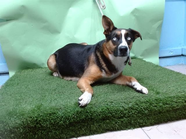 A5738856, a German Shepherd, available for adoption