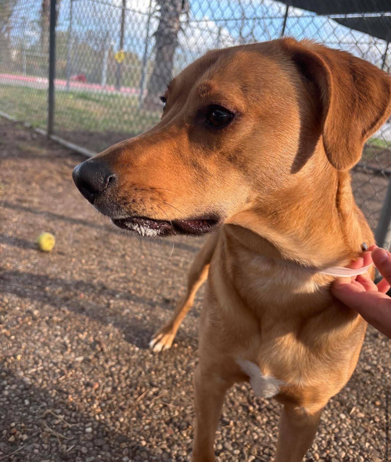Cartman, a Labrador Retriever, available for adoption