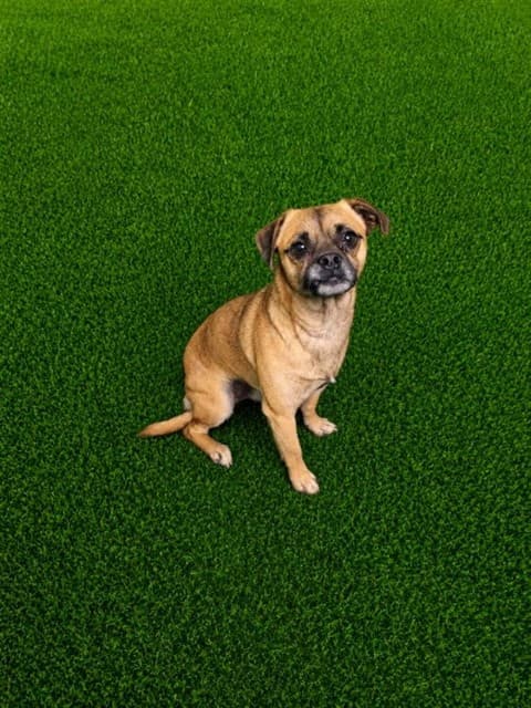Alphonso, a Chihuahua, available for adoption