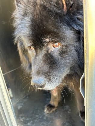 Woody, a Chow Chow, available for adoption