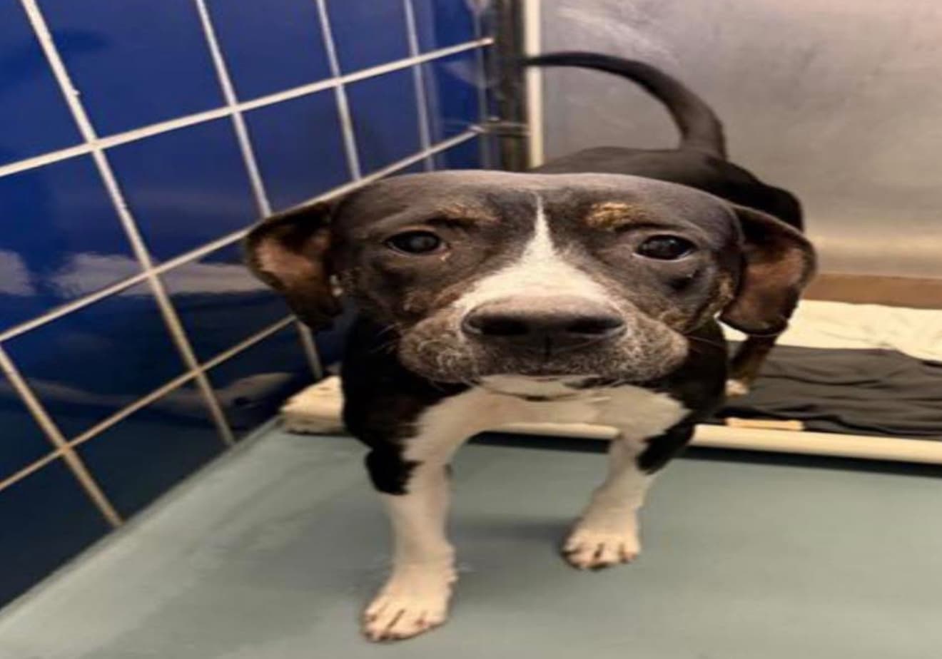 Joy, a American Staffordshire Terrier, available for adoption
