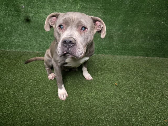 Timothy, a Pit Bull Terrier, available for adoption