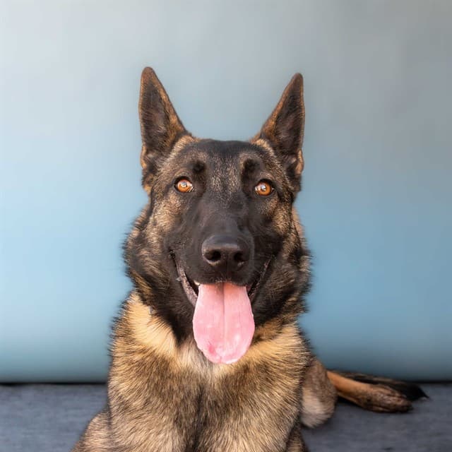 Flora, a Belgian Shepherd Malinois, available for adoption