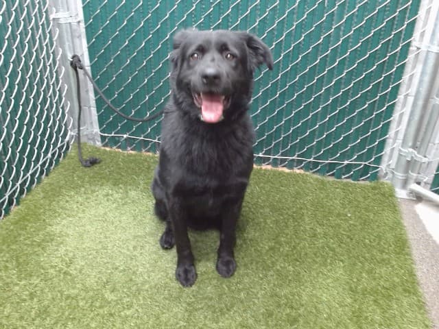 Raven, a German Shepherd, available for adoption