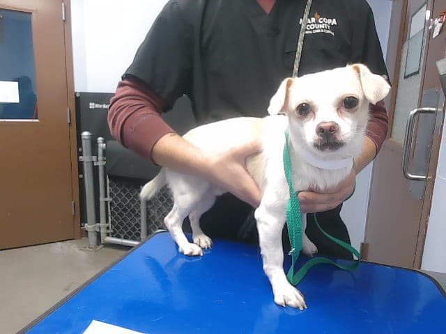 Klaus, a Chihuahua, available for adoption