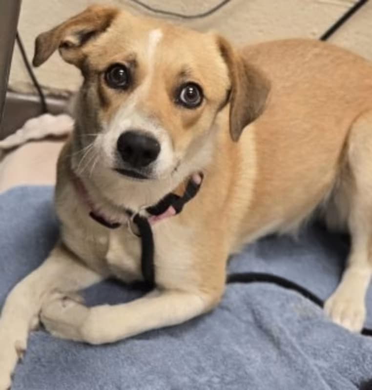 Beth, a Border Collie (mix breed), available for adoption