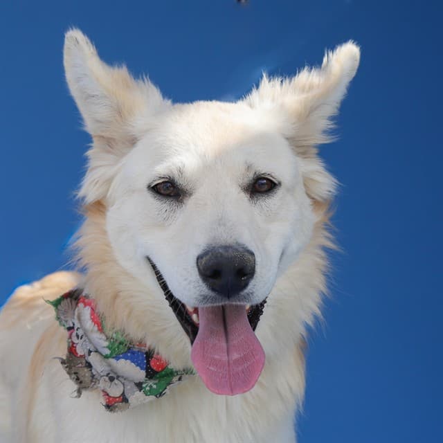 Chochi, a German Shepherd, available for adoption