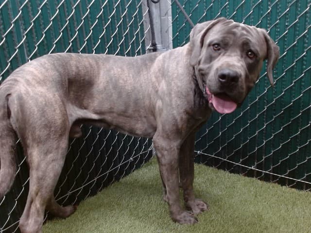Mowgli, a Cane Corso Mastiff, available for adoption