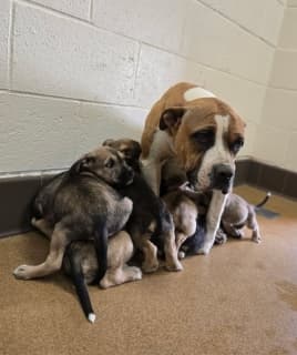 Liberty, a Pit Bull Terrier (mix breed), available for adoption