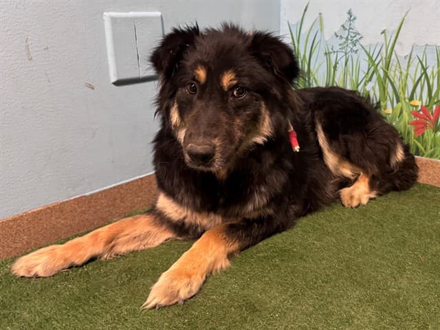 Mama Bear, a German Shepherd, available for adoption