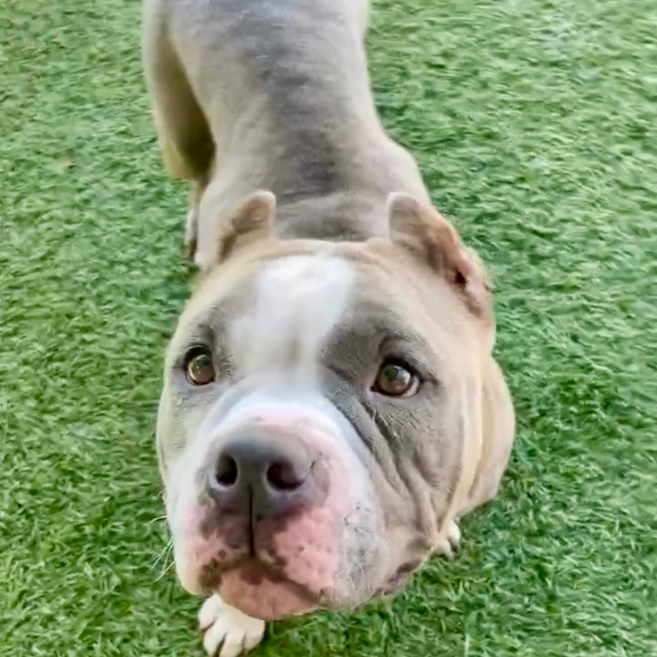 Naomi, a Pit Bull Terrier, available for adoption