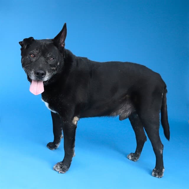 Prieto, a Pit Bull Terrier, available for adoption
