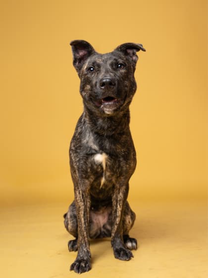 Gwendolyn, a Terrier, available for adoption