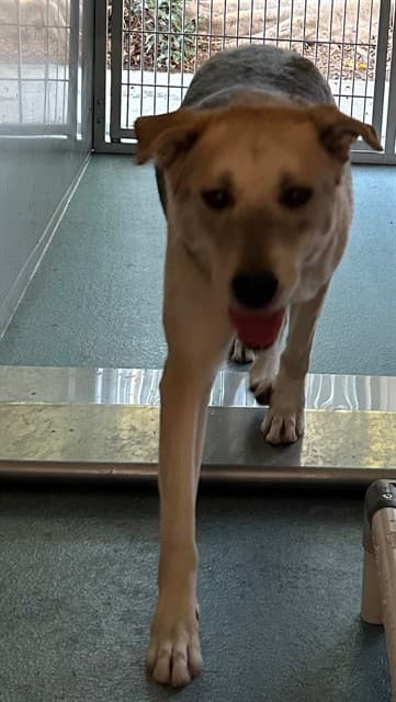 Jessie, a German Shepherd, available for adoption