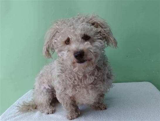 Bruno, a Shih Tzu, available for adoption