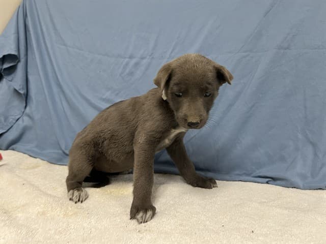 Aunt Trixie, a Australian Cattle Dog/Blue Heeler, available for adoption