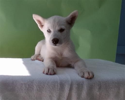 A5739577, a Siberian Husky, available for adoption