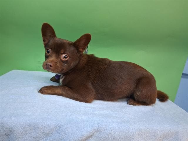 Brownie, a Pomeranian, available for adoption